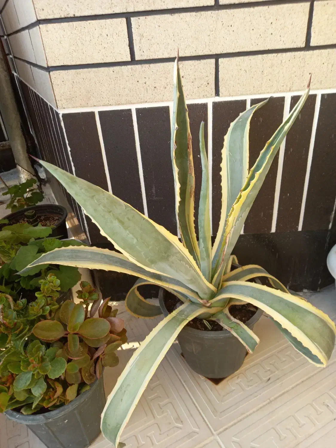 گلهای خانگی|گل و گیاه طبیعی|نیشابور, بزرگمهر|دیوار