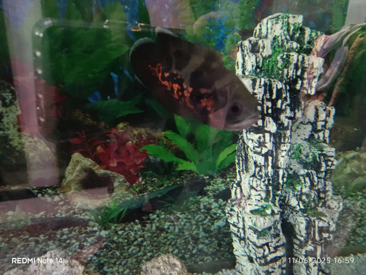 ماهی اسکار سالم وسرحال|ماهی|تهران, مجیدیه|دیوار