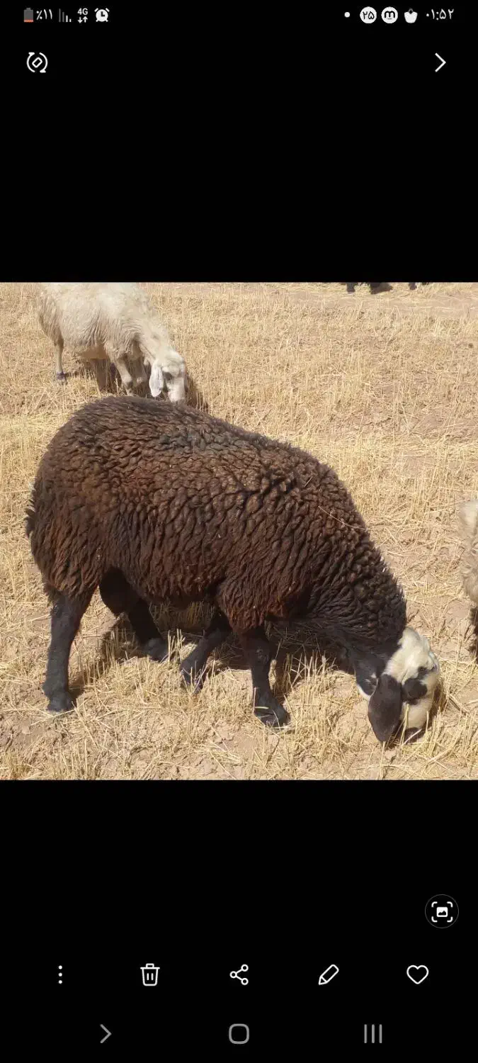 دو عدد قوچ یک سال|حیوانات مزرعه|سربند, |دیوار