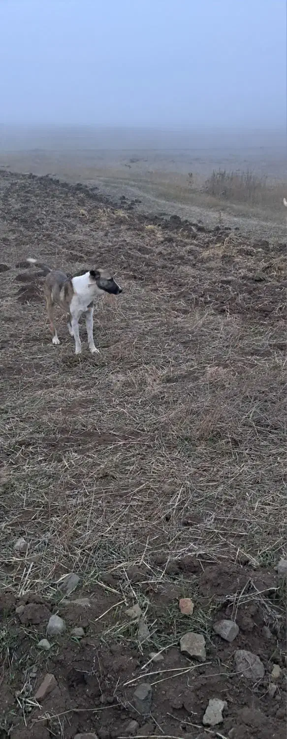 سگ گله نر|سگ|مرادلو, |دیوار