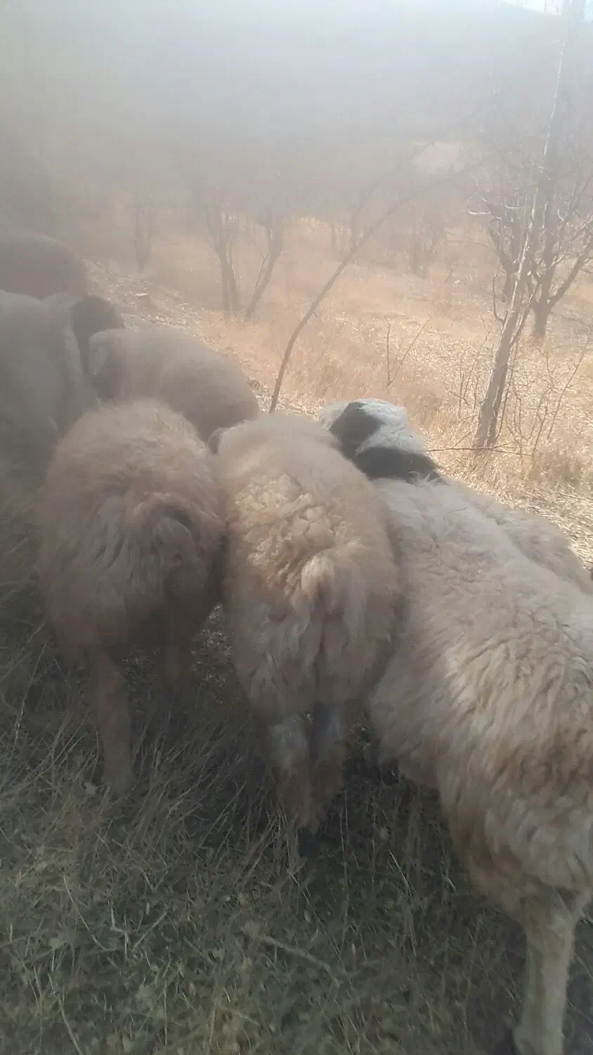 ۲۰ میش ۲۰ بز همه ابستن میشها بردسیر|حیوانات مزرعه|بردسیر, |دیوار