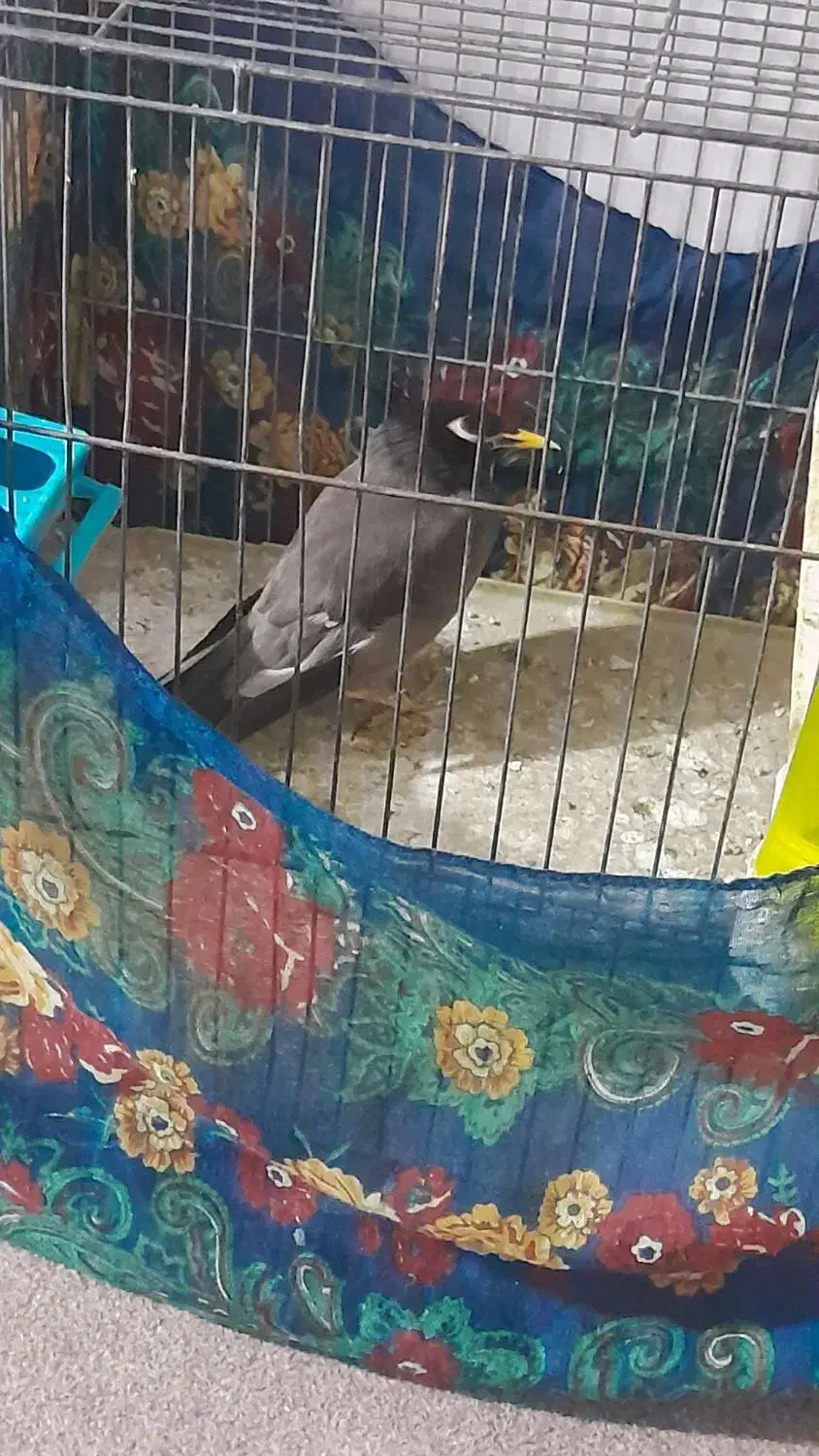 مرغ مینا نر چشم ستاره ای|پرنده|ایلام, |دیوار