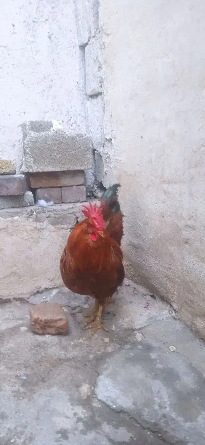 خورس|حیوانات مزرعه|تبریز, |دیوار