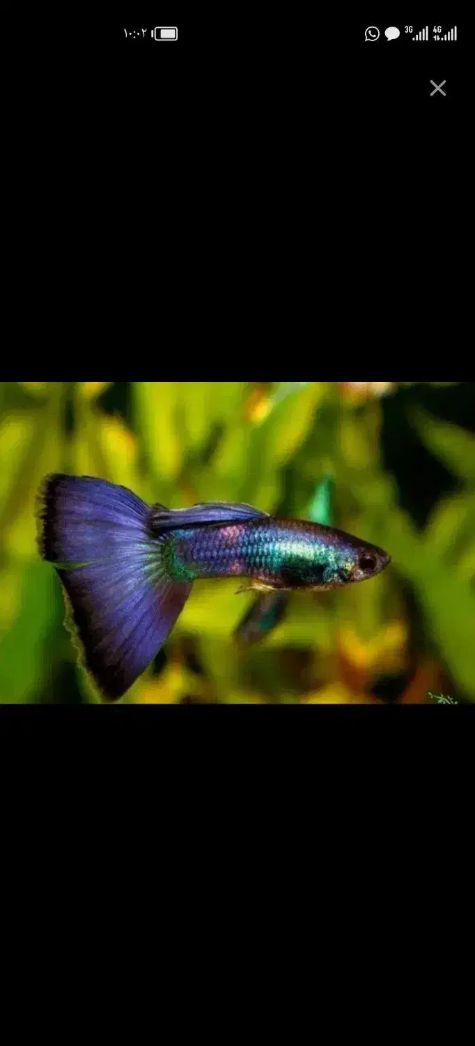 ماهی گوپی بالغ و بچه عمده|ماهی|شیراز, پودنک|دیوار