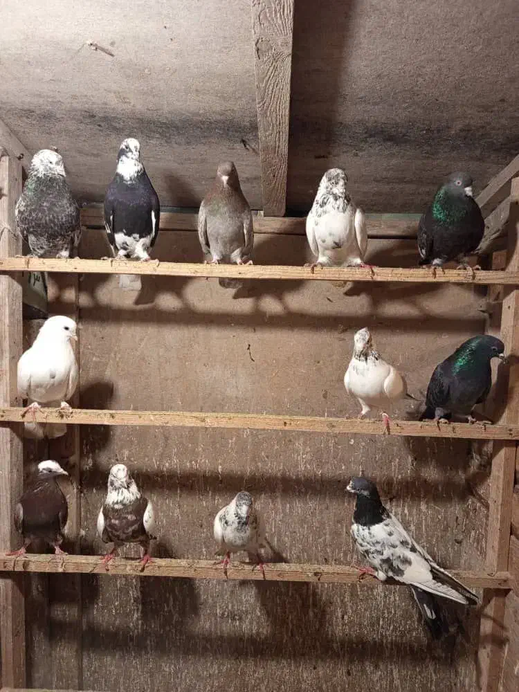 کبوتر|پرنده|رشت, نامجو|دیوار