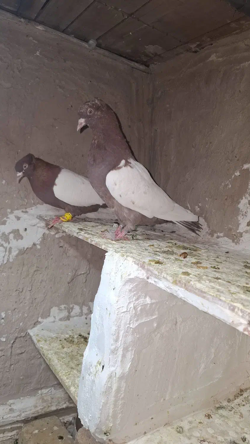 کبوتر سینه ای|پرنده|بوئین زهرا, |دیوار