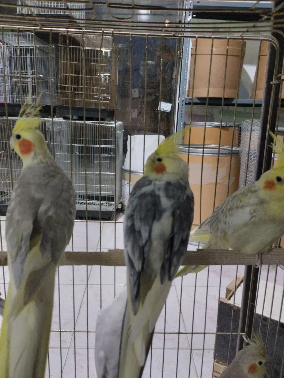 عروس هلندی جفت مولد به شرط|پرنده|نظرآباد, شهرک سید جمال الدین|دیوار