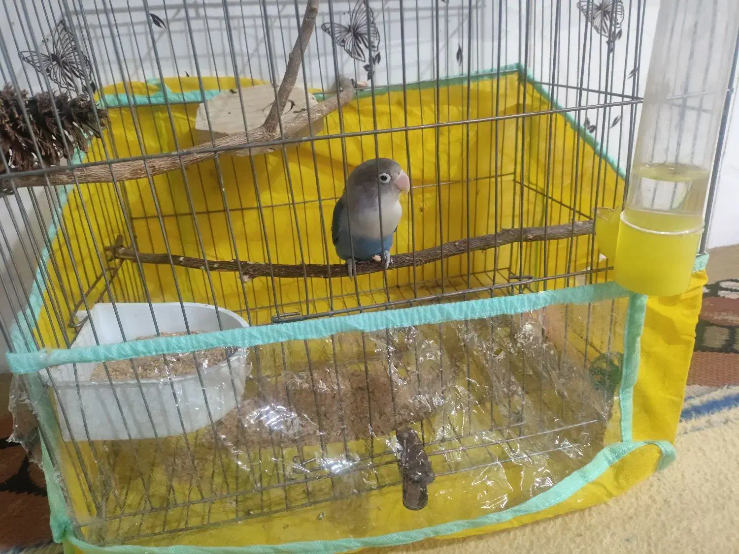 طوطی کوتوله نر سخنگوجهت معاوضه|پرنده|ایرانشهر, |دیوار