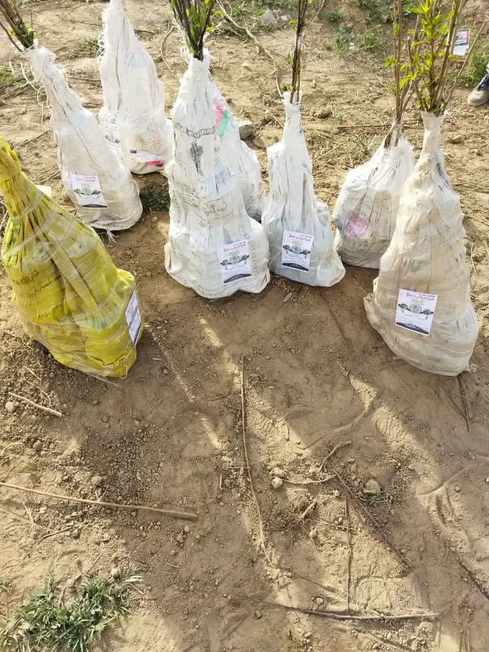 پیشفروش نهال انجیر یزدی|خدمات باغبانی و درختکاری|بابا حیدر, |دیوار