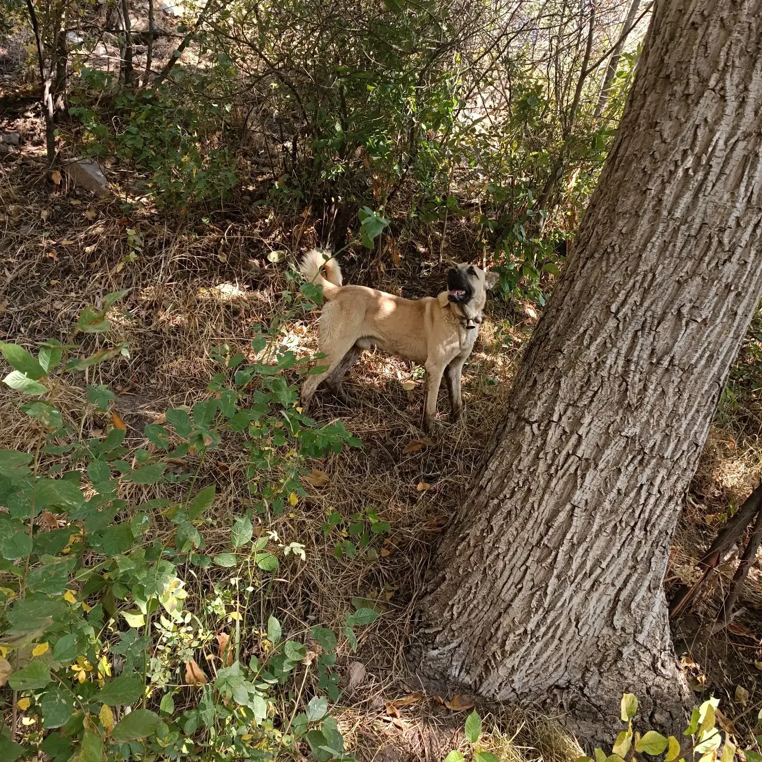 سگ سرابی نر|سگ|زنجان, |دیوار