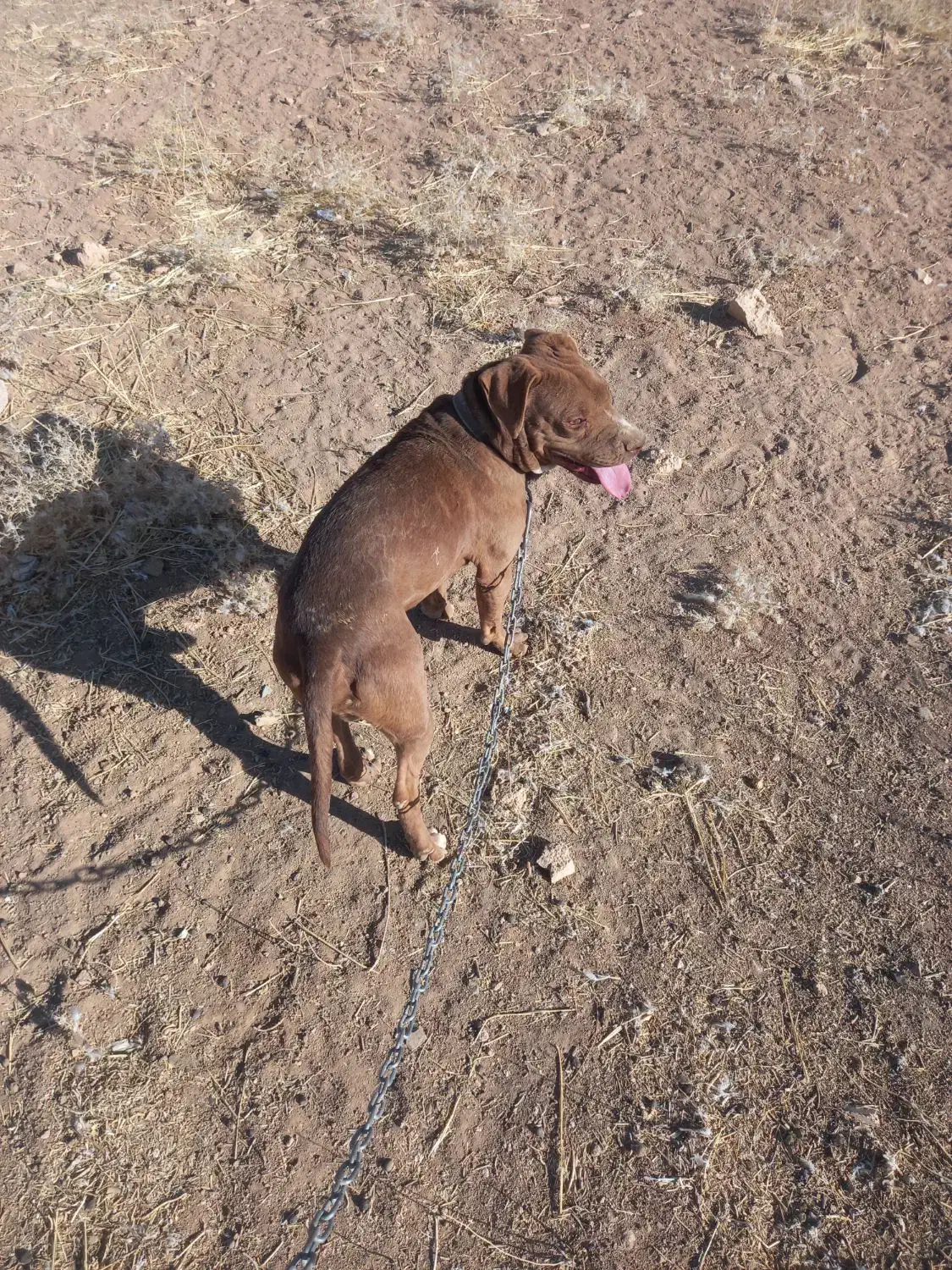 پیتبول|سگ|کرج, باغستان|دیوار