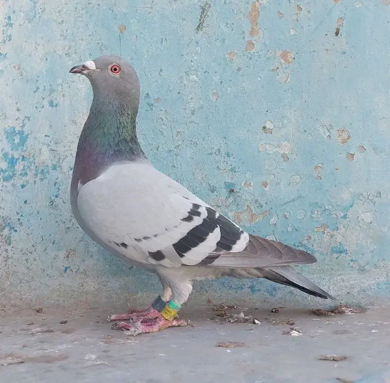 پلاکی مسافتی عراق نامبروان درجه یک|پرنده|اهواز, کمپلو شمالی|دیوار