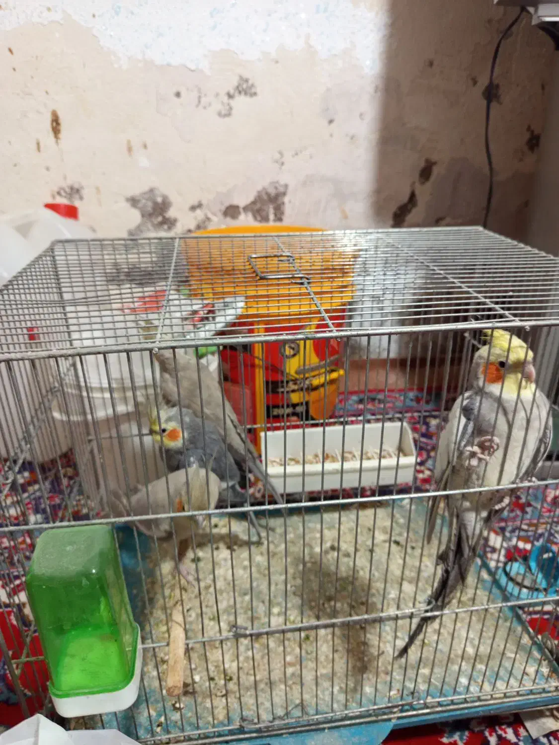 عروس|پرنده|قم, انسجام|دیوار