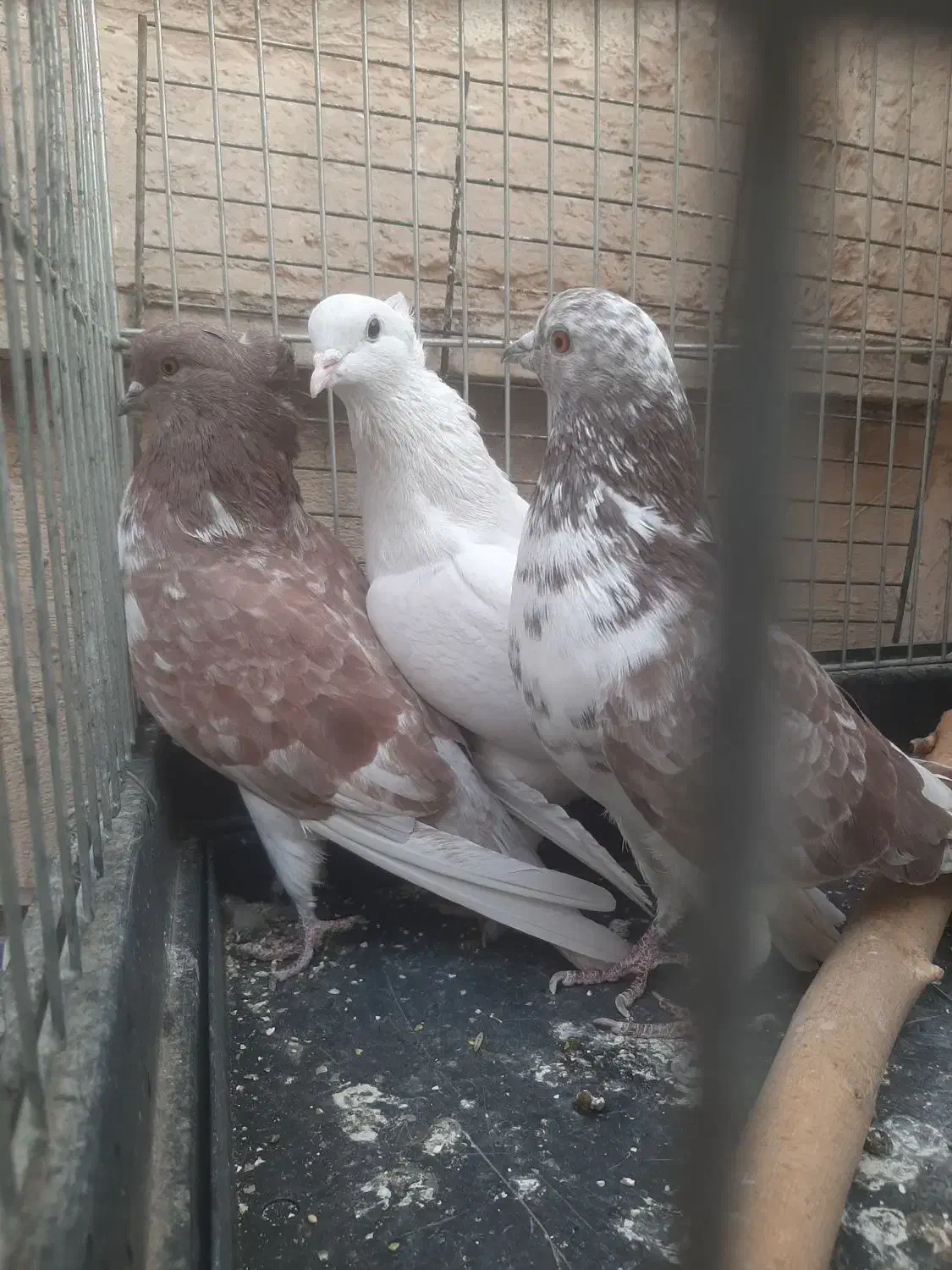 سه عدد کبوتر یکجا|پرنده|تهران, پرستار|دیوار