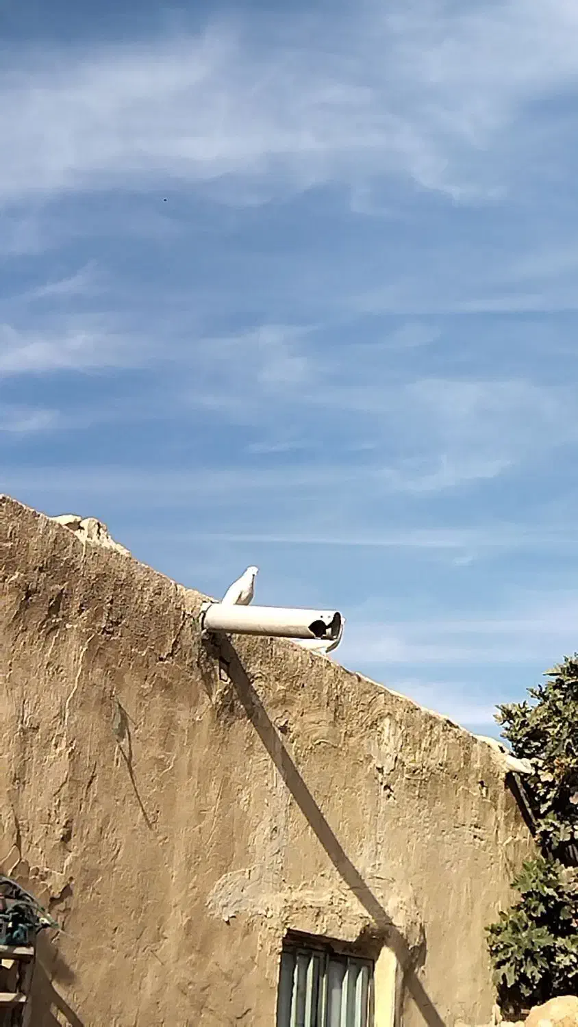 مچ پر ماده گم شده|حیوانات|بندر کنگان, |دیوار