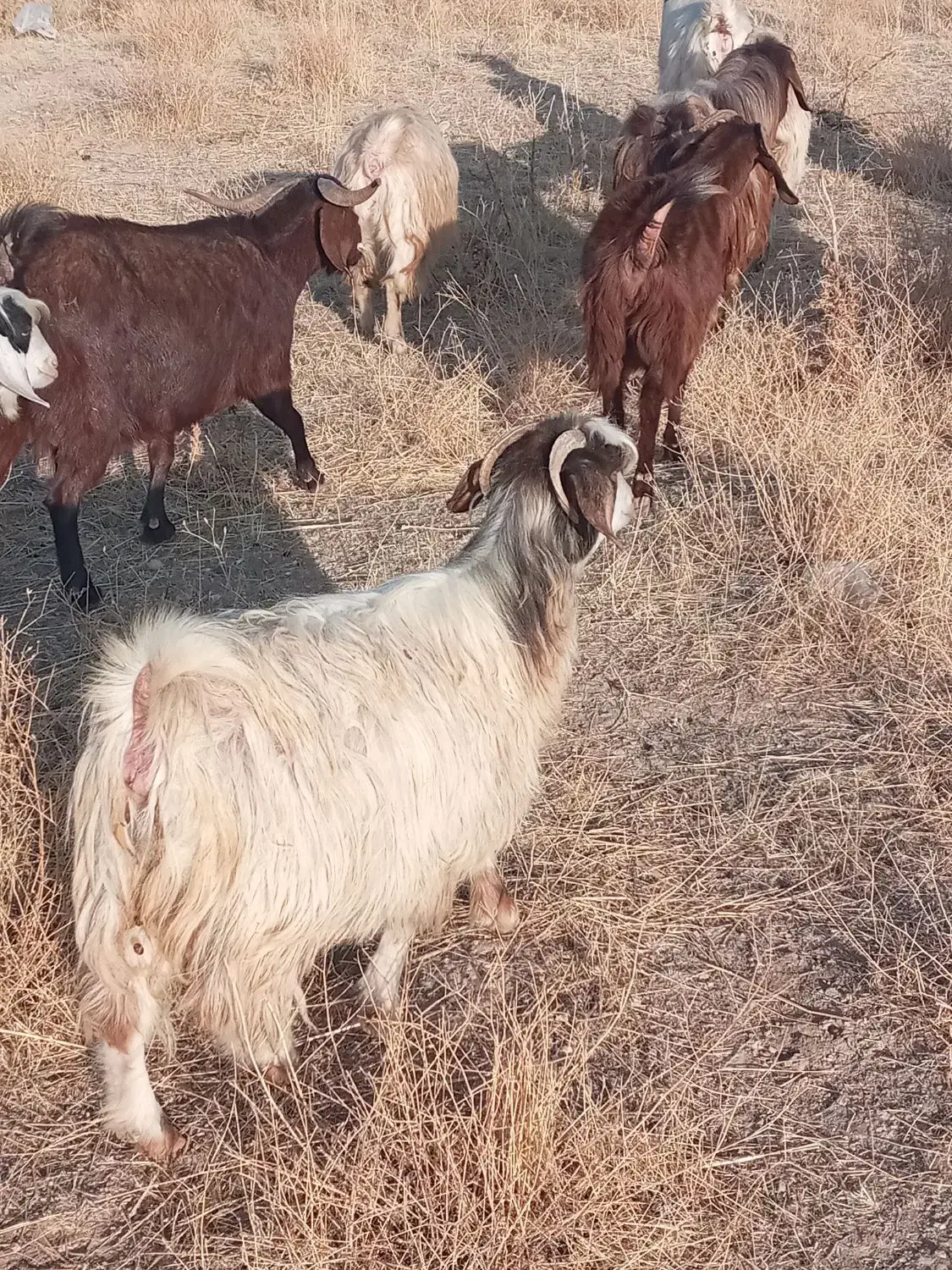 گوسفند بز|حیوانات مزرعه|هریس, |دیوار