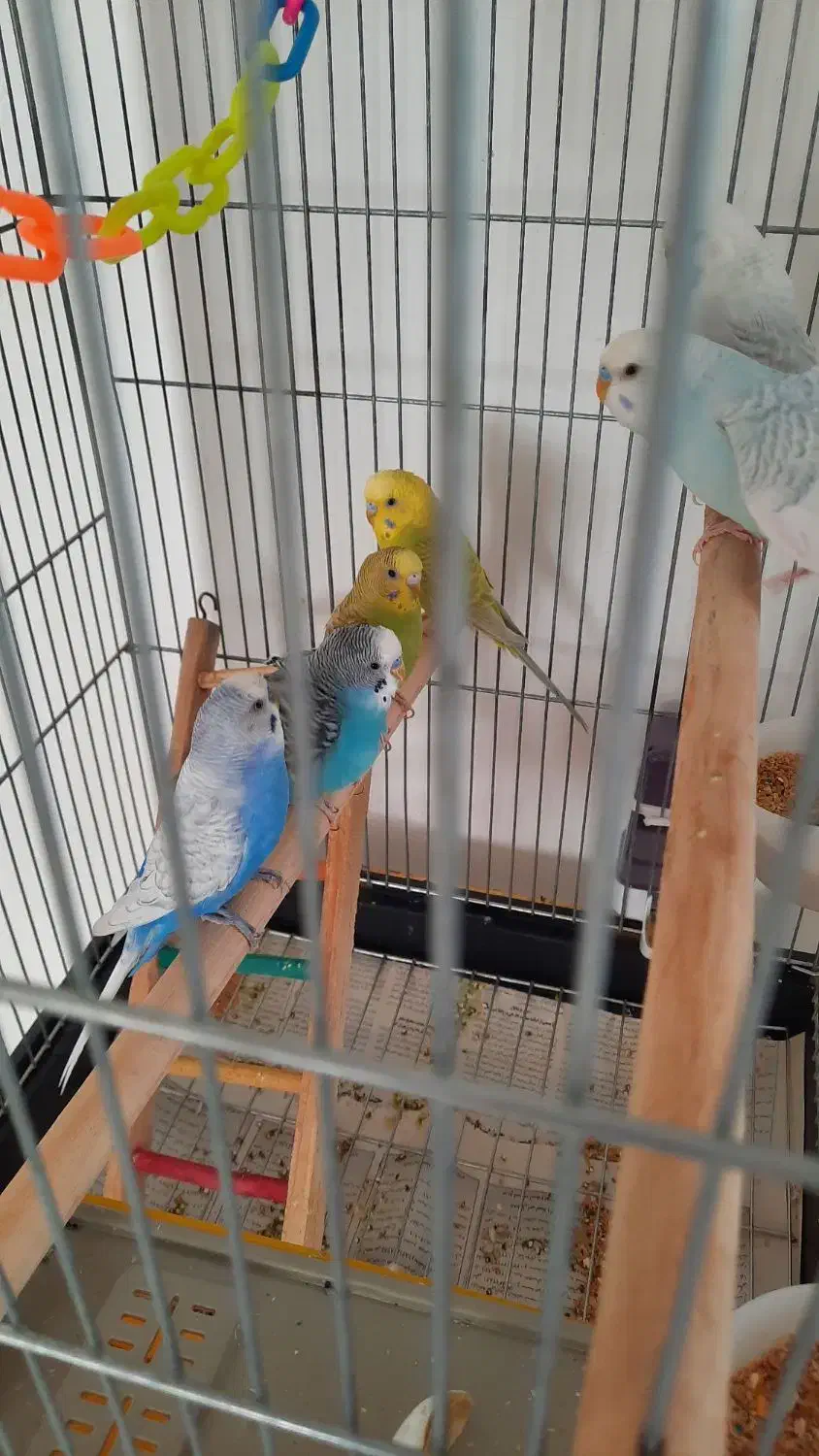 مرغ عشق|پرنده|محمدشهر, محمدشهر|دیوار