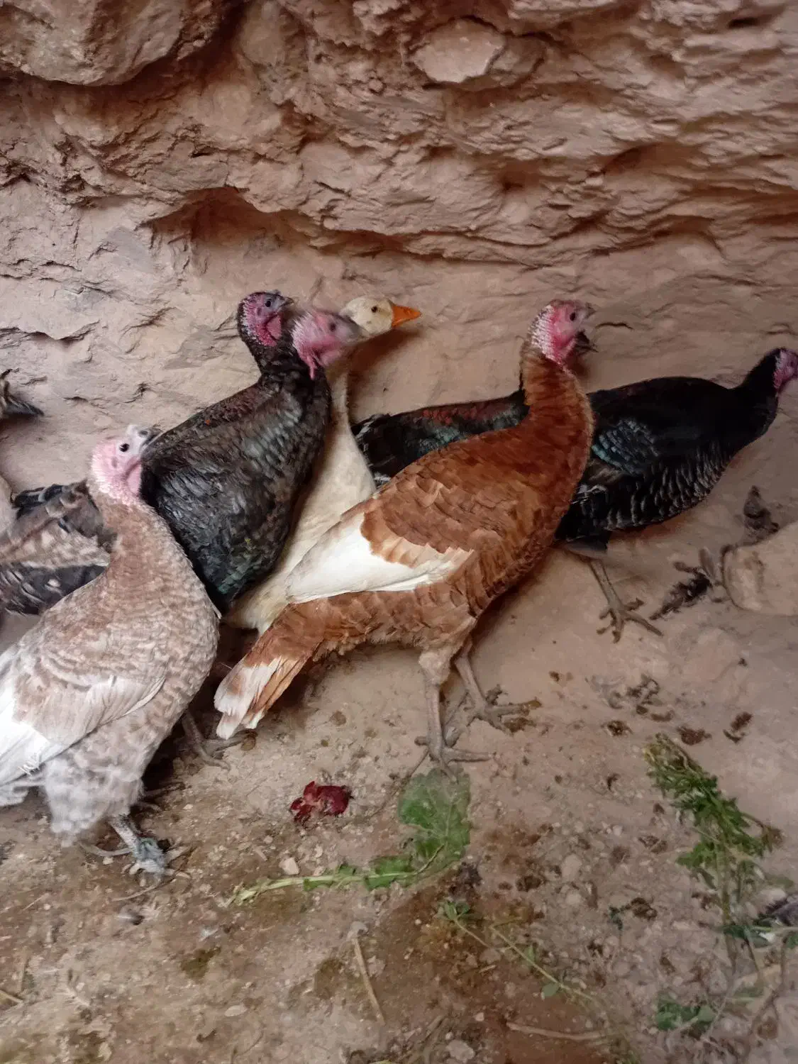 ۶عدد بوقلموبه فروش میرسد|حیوانات مزرعه|خوی, |دیوار