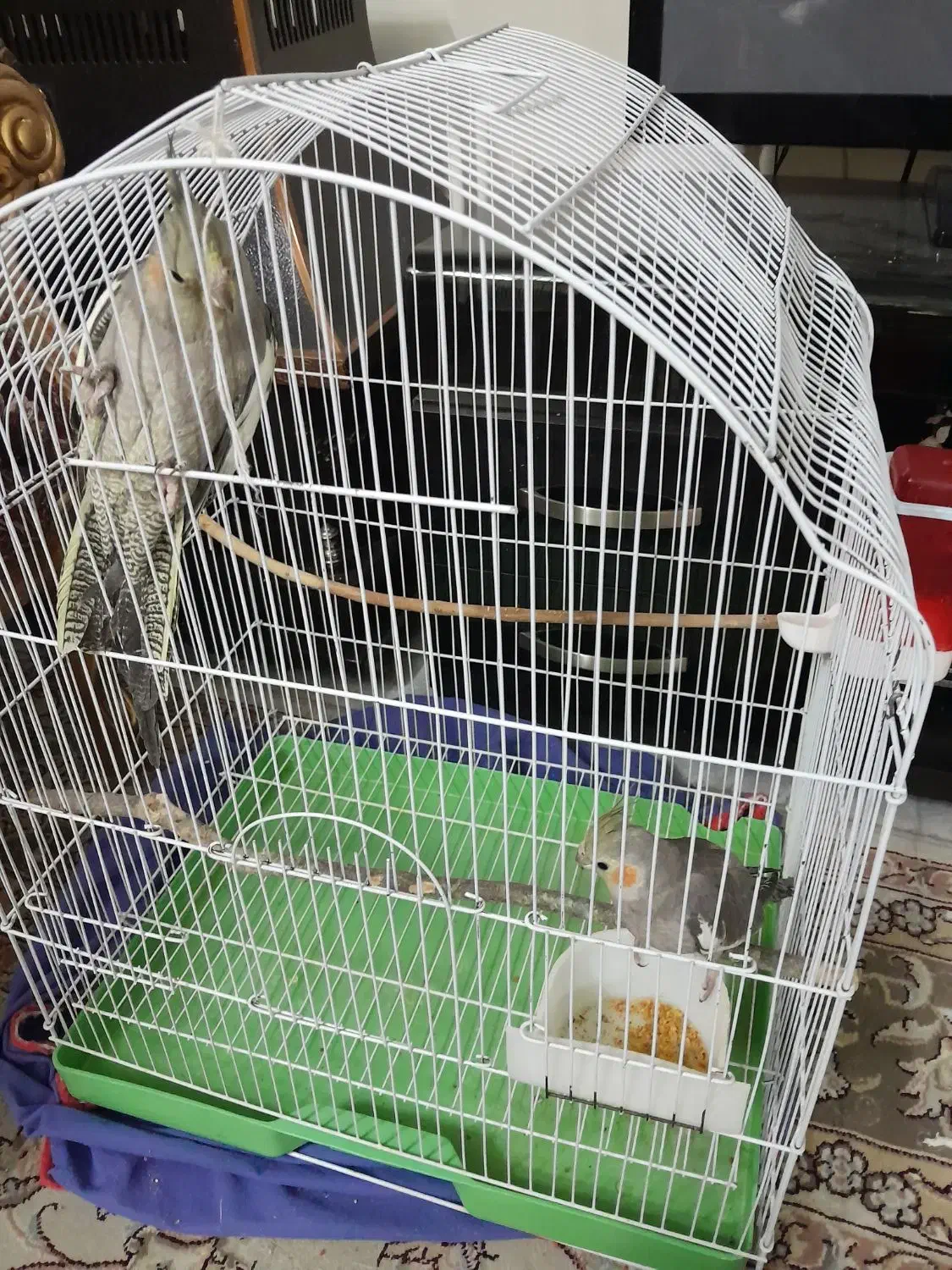 جفت عروس هلندی رام|پرنده|کرمانشاه, |دیوار