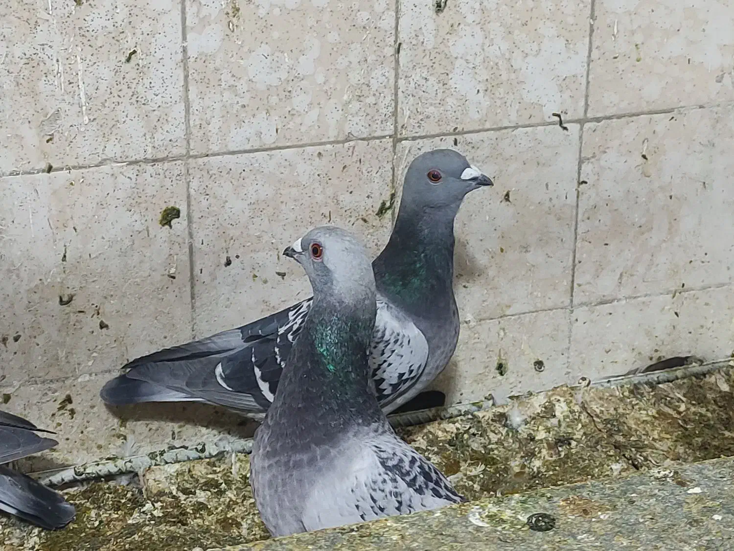 پلاکی|پرنده|کوه چنار, |دیوار