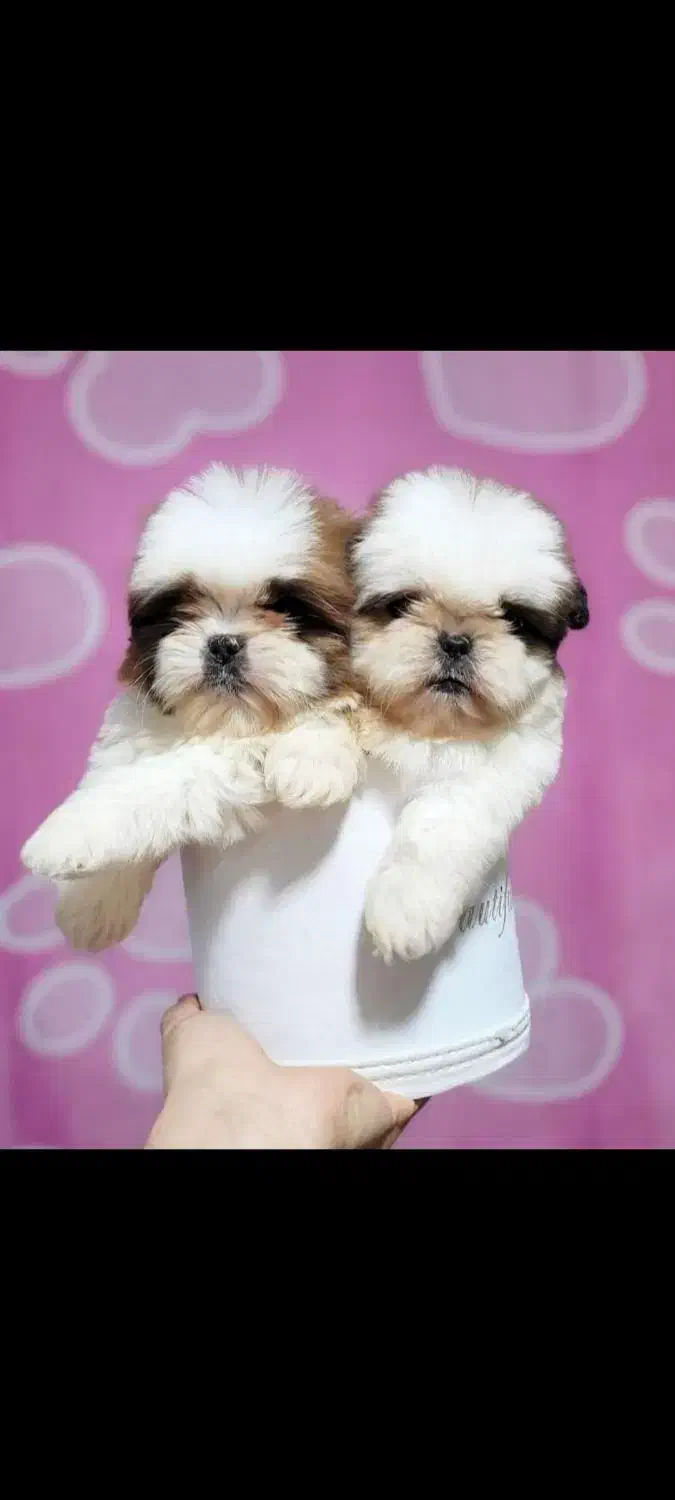 شیتزو سوپر فلت عروسکی|سگ|رشت, امین الضرب|دیوار