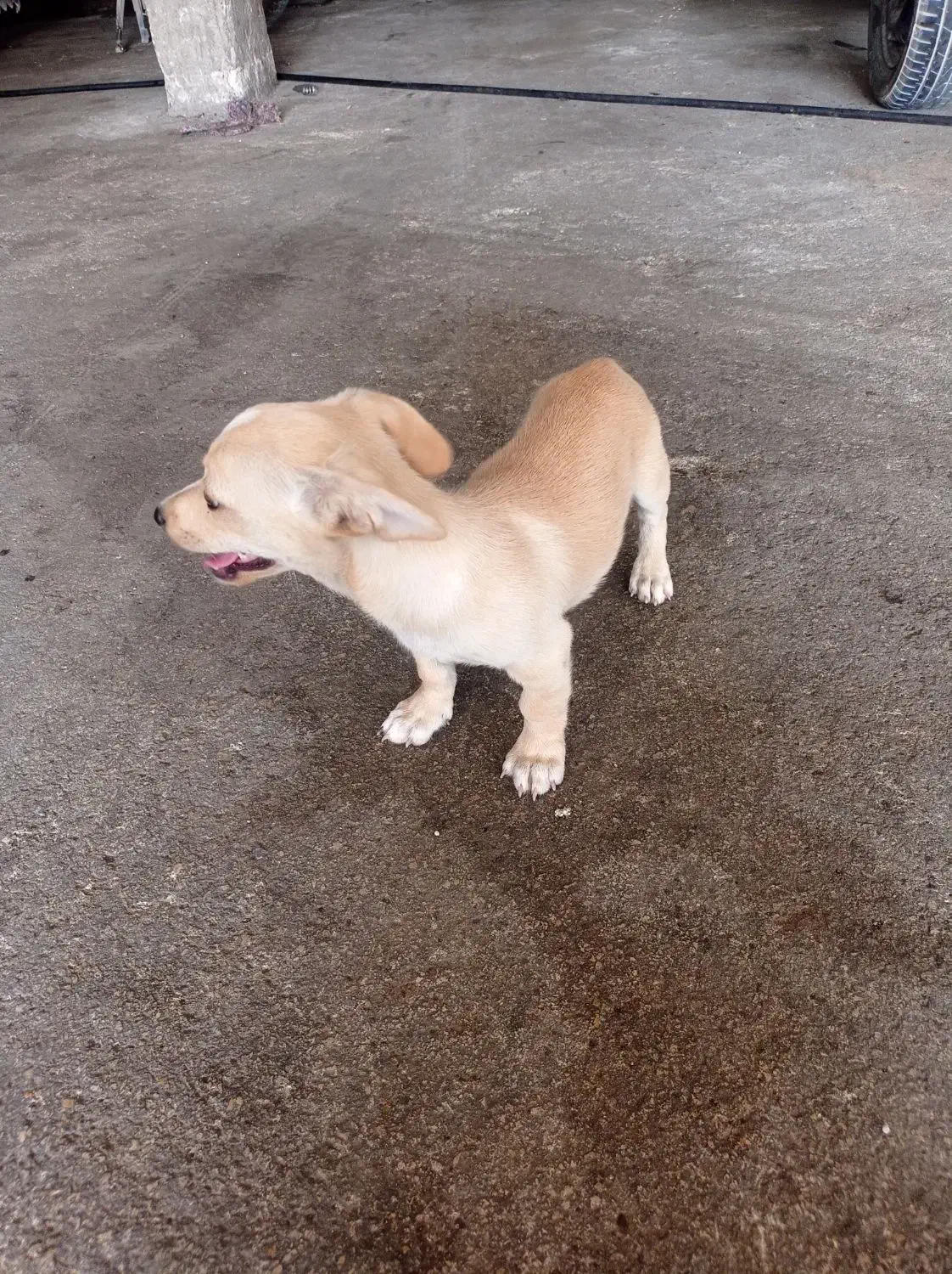 داشهوند آمریکایی|سگ|برازجان, |دیوار