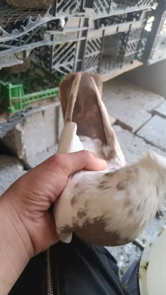 کبوتر رنگی|حراج|اهواز, اهواز|دیوار