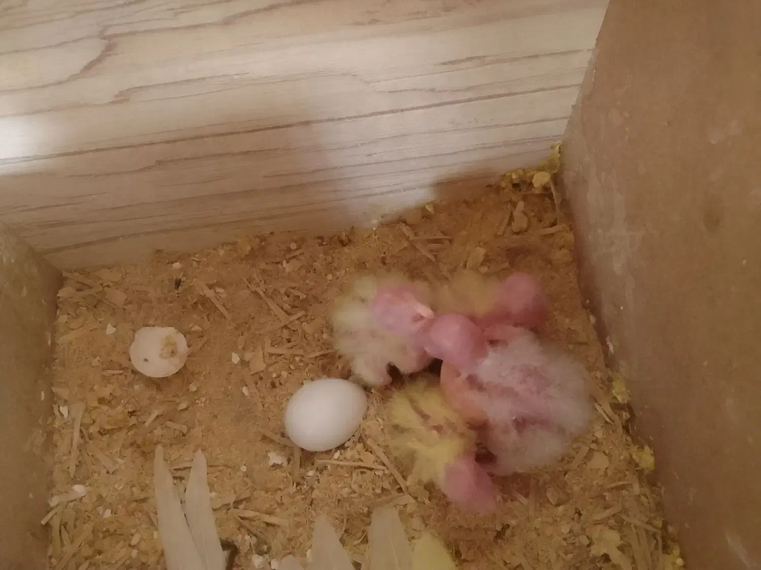 جوجه عروس  لوتینو|پرنده|مشهد, نیزه|دیوار