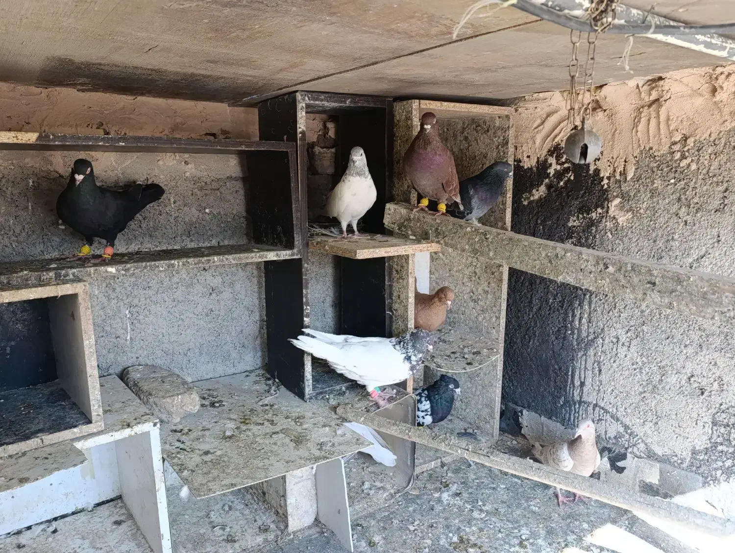 کفتر|پرنده|فولادشهر, B2|دیوار