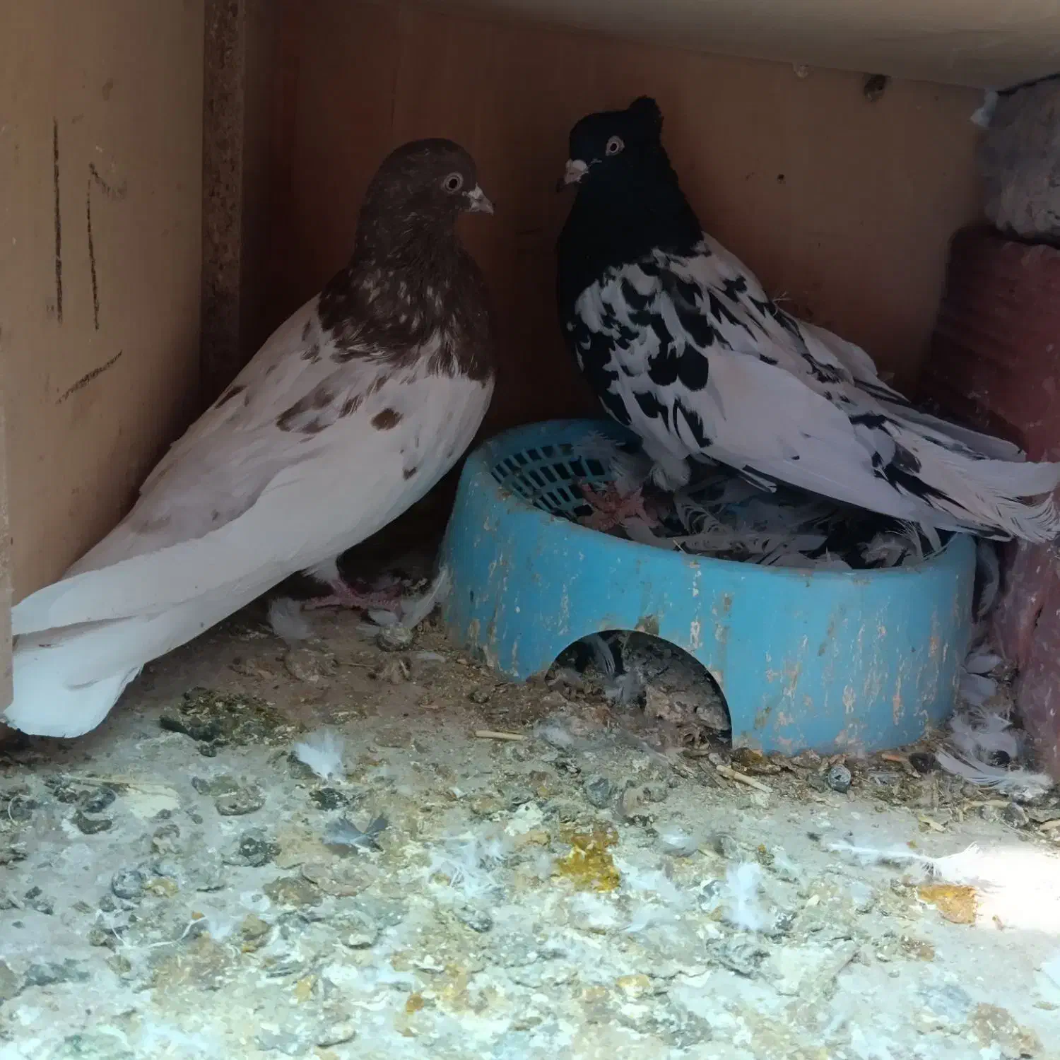 کله ای ،شامی گوک ،کبوتر|پرنده|بم, |دیوار