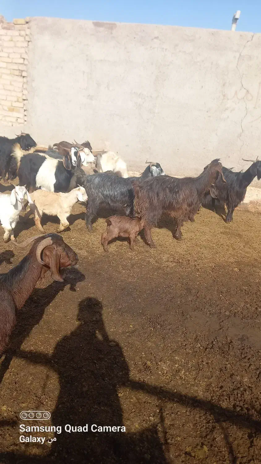 بزغاله|حیوانات|تاکستان, |دیوار