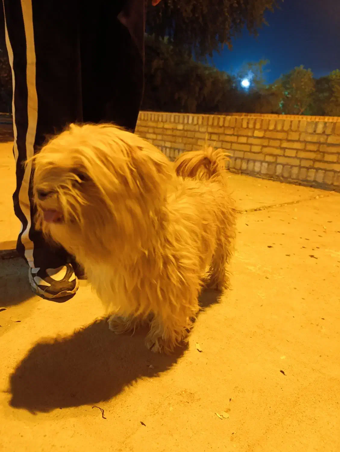 واگذاری شیتزو|سگ|شوشتر, |دیوار