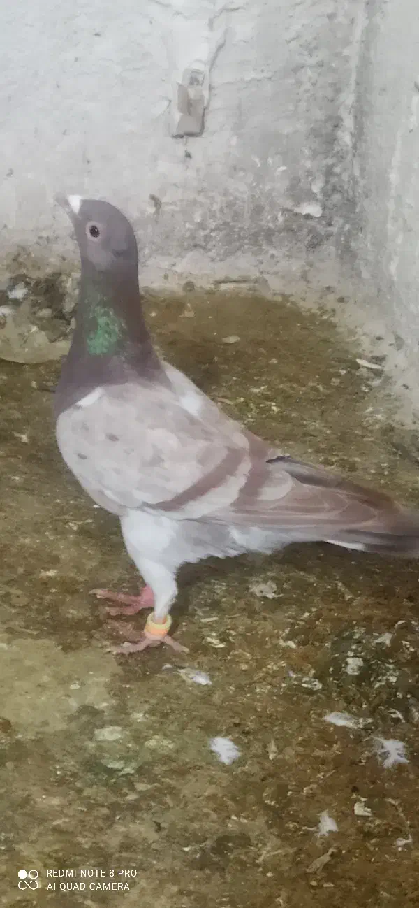 طاووسی|پرنده|تربت‌حیدریه, حیدرآباد|دیوار