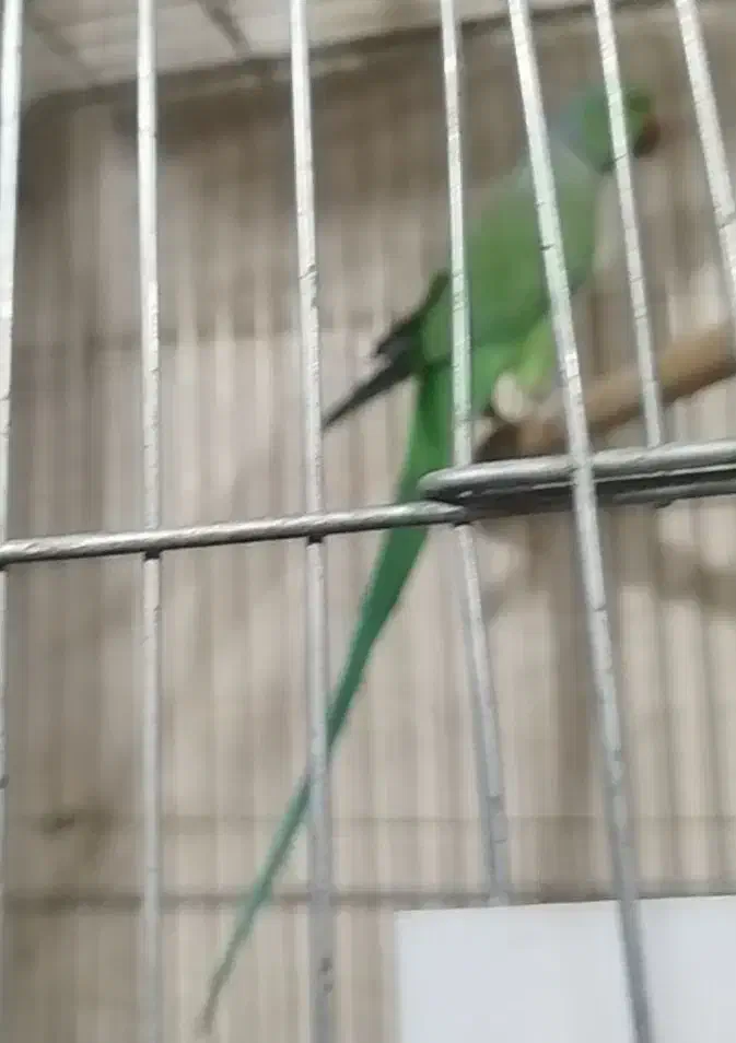 طوطی ملنگو|پرنده|سنندج, |دیوار