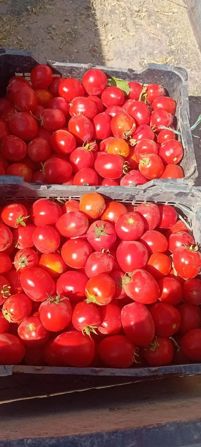 گوجه تخم مرغی مخصوص رب|فعالیت داوطلبانه تحقیقاتی|تاکستان, |دیوار