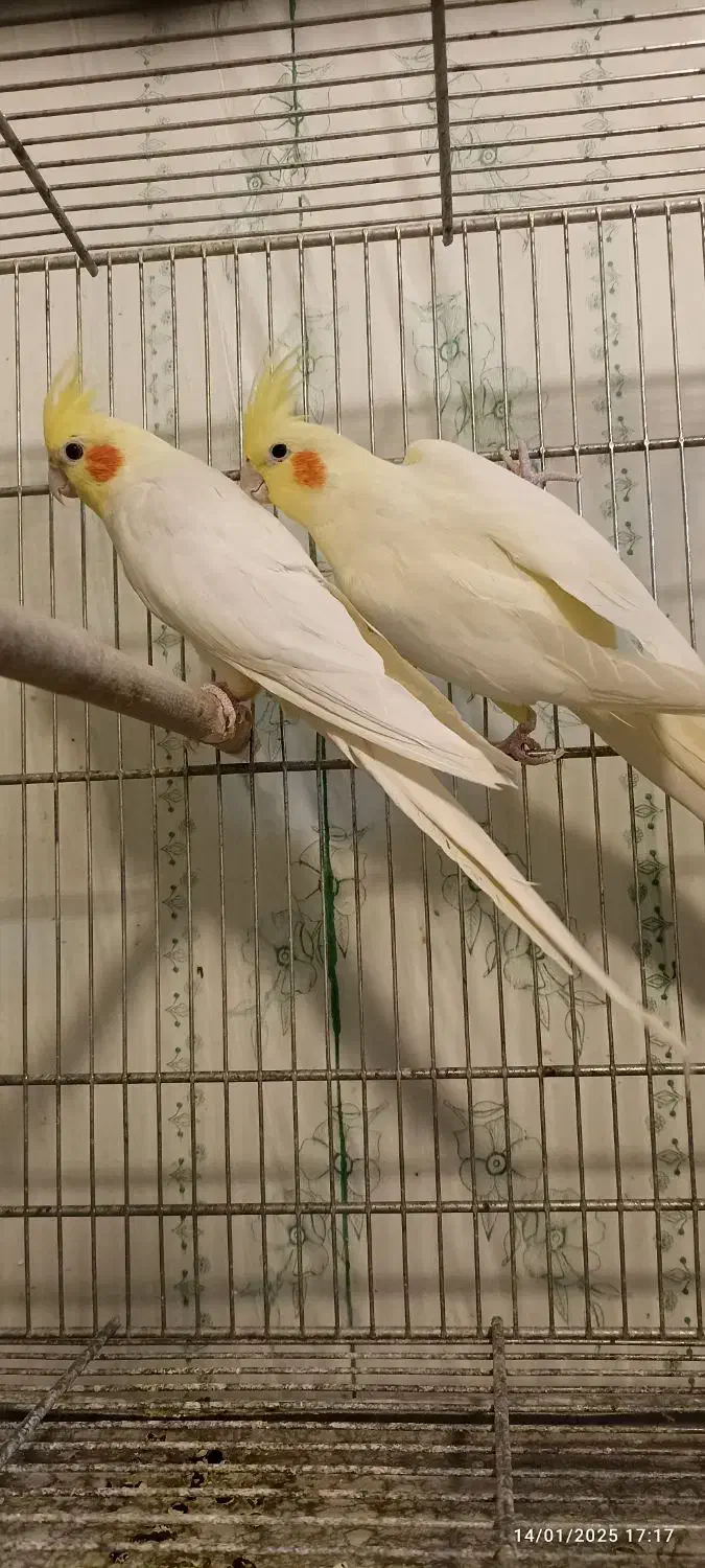 مولد تضمینی به شرط فقط 2500|پرنده|سامان, |دیوار