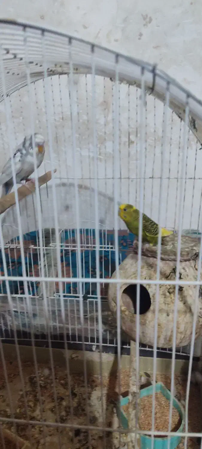 مرغ عشق|پرنده|سراوان, |دیوار