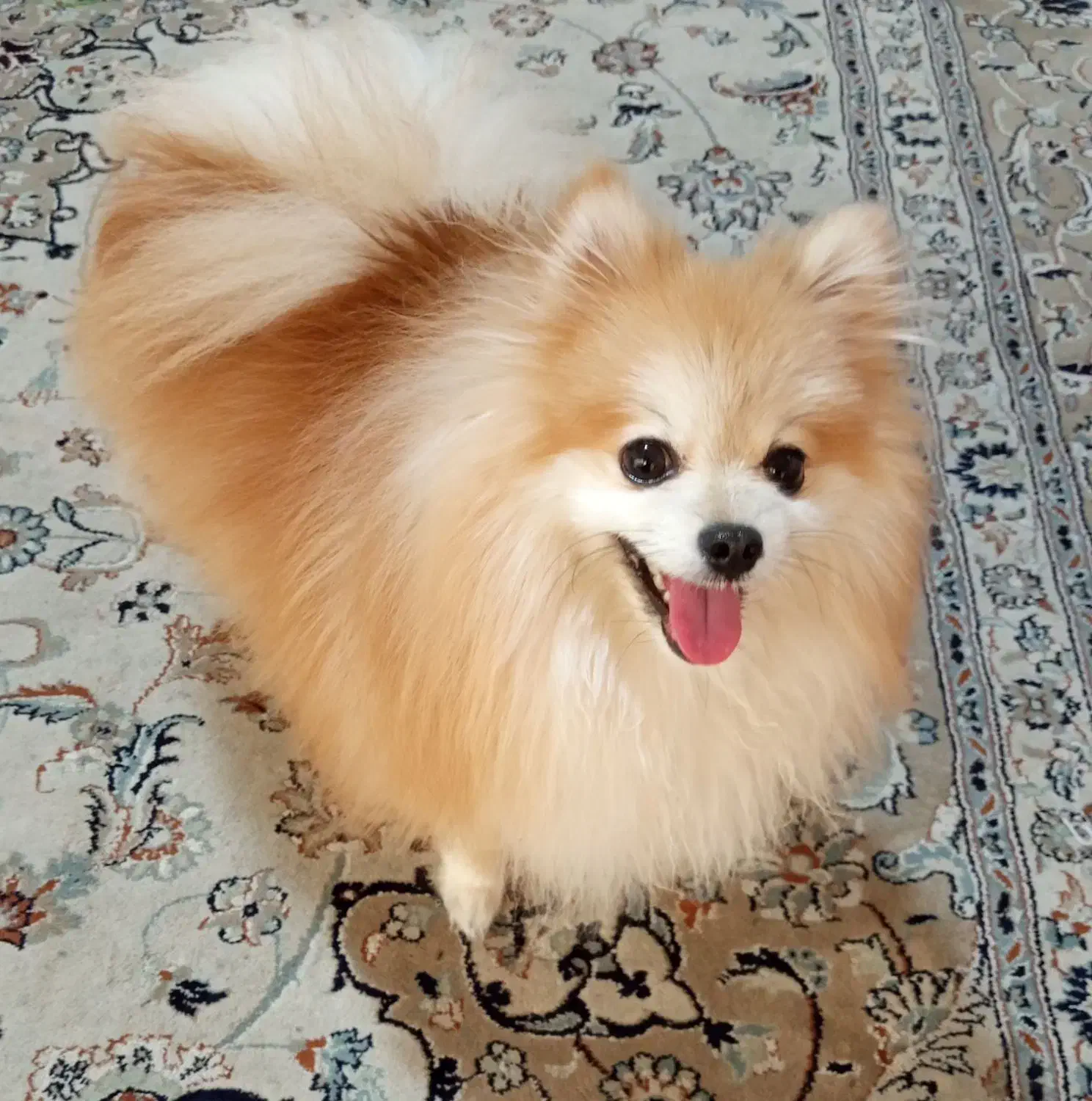 سگ پامرانین|سگ|نورآباد ممسنی, |دیوار