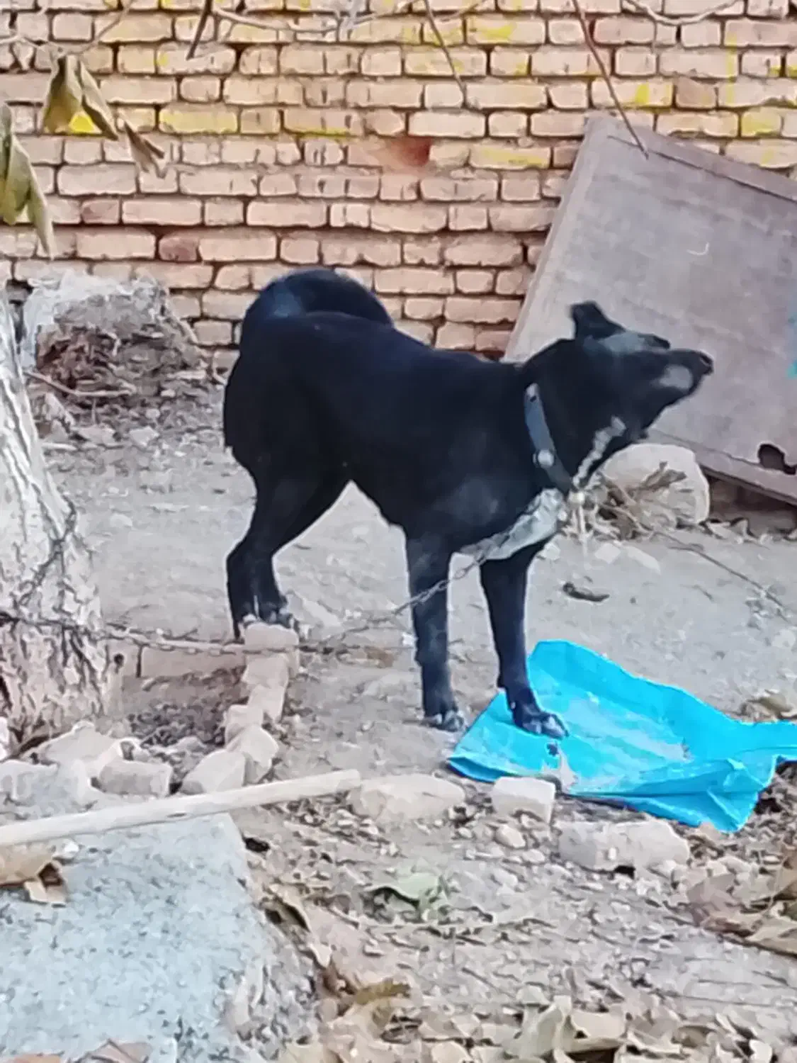 واگذاری سگ|سگ|داران, |دیوار