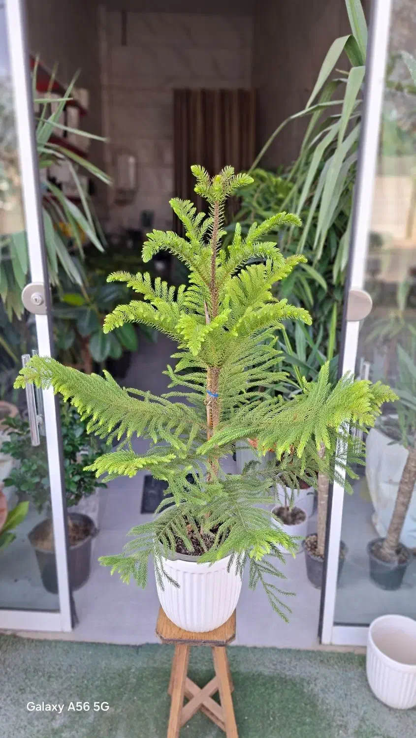 رُخ|گل مصنوعی|تربتحیدریه, بی بی حسنیه|دیوار