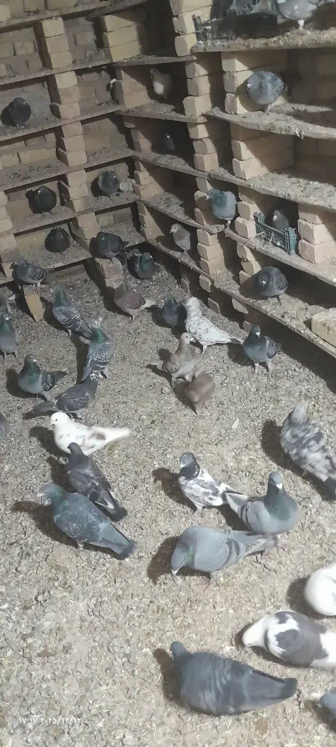 کبوتر پلاکی|پرنده|بزینه رود, |دیوار