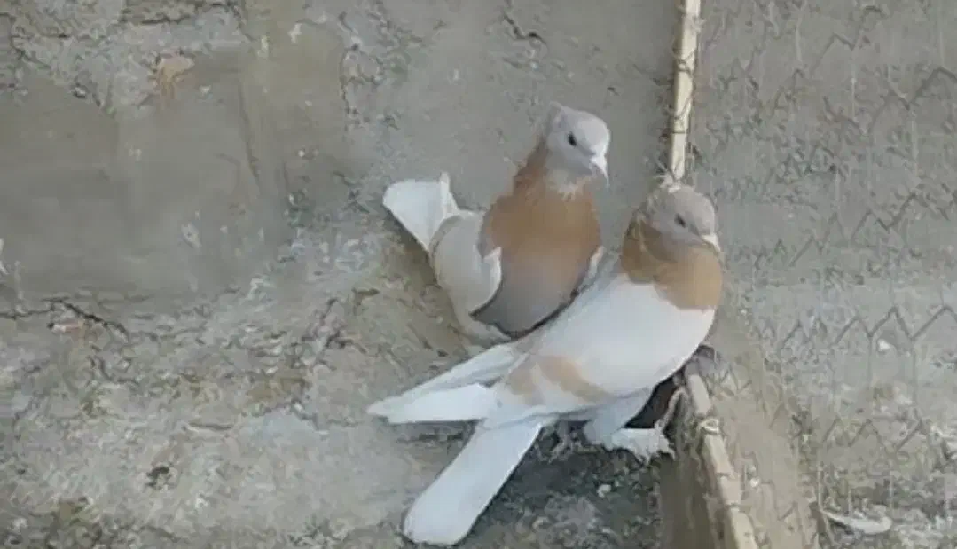 فروش یک جفت زرد کاغذی|پرنده|اشنویه, |دیوار