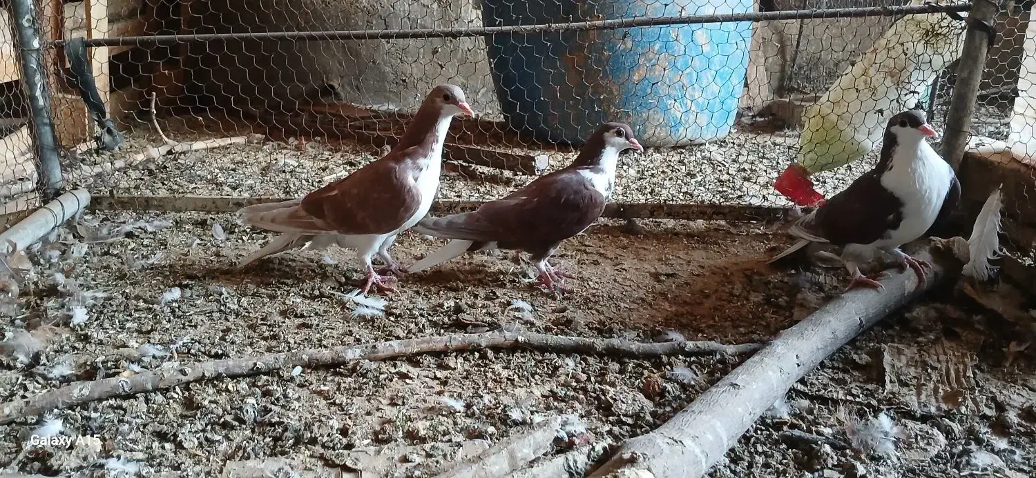 کفتر طاقی|پرنده|آران و بیدگل, |دیوار