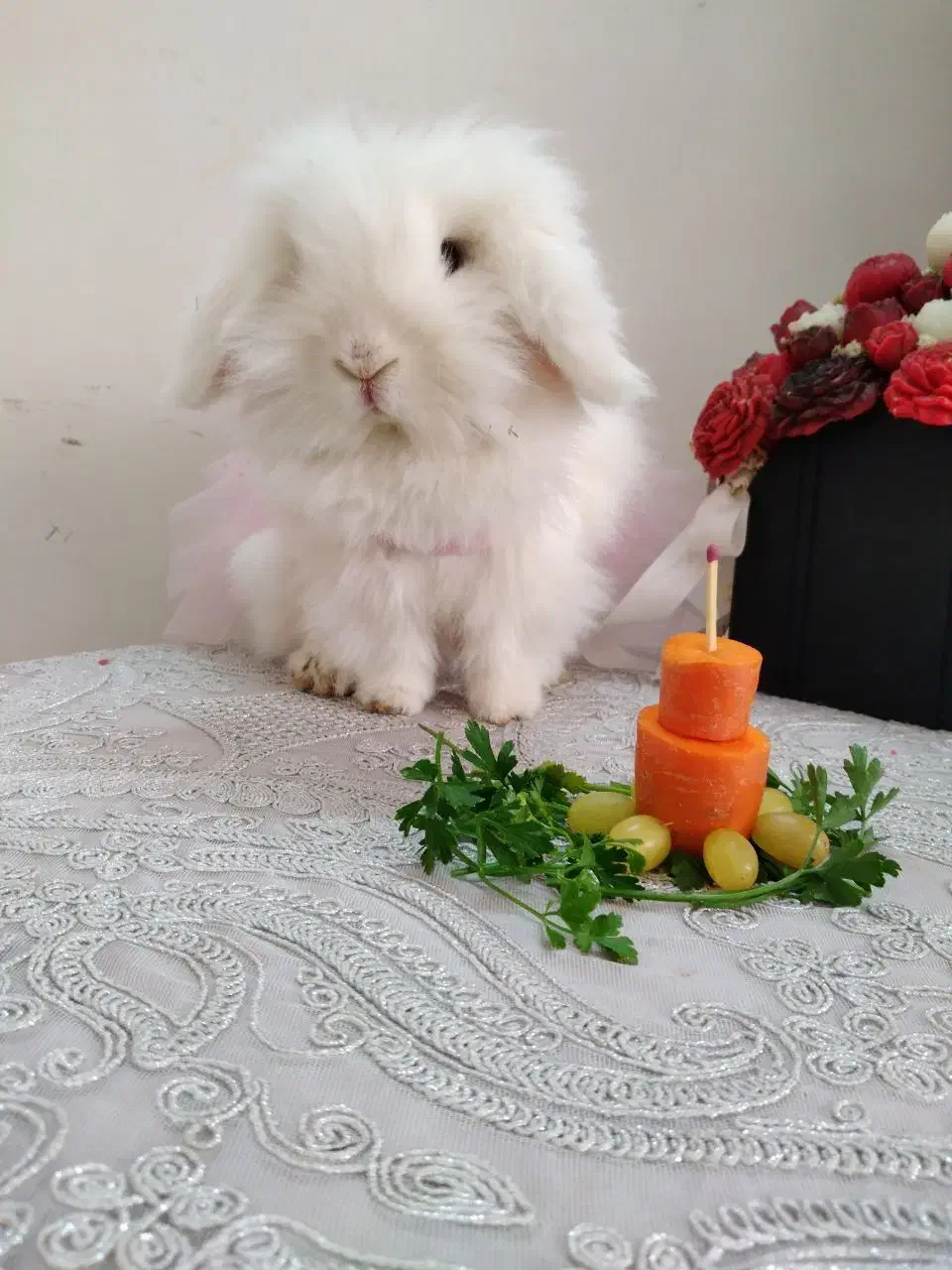 خرگوش ماده اصیل و اسباب بازی خرگوش|موش و خرگوش|مشهد, تربیت (صدف)|دیوار