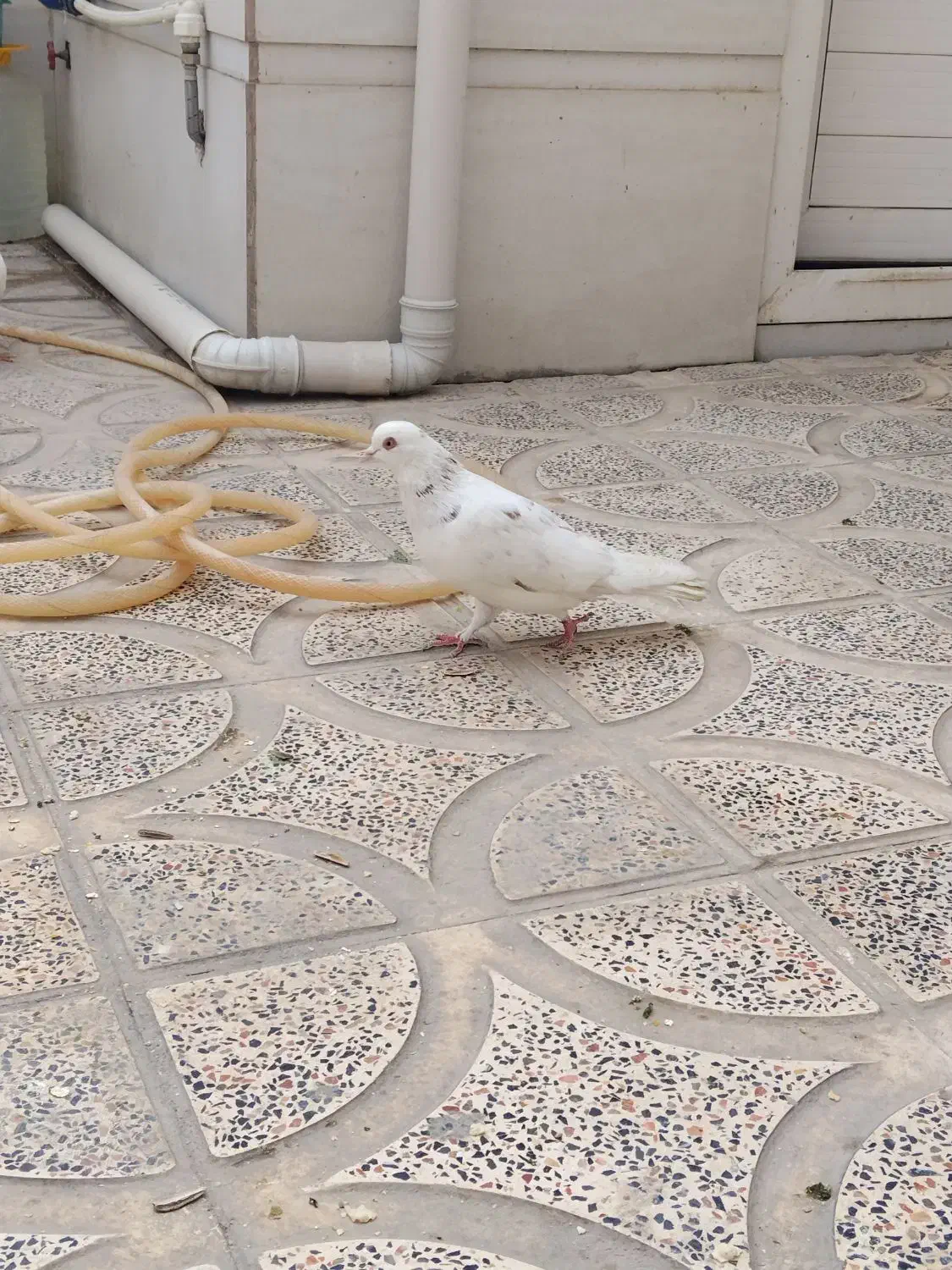 شازده|پرنده|کوهدشت, |دیوار