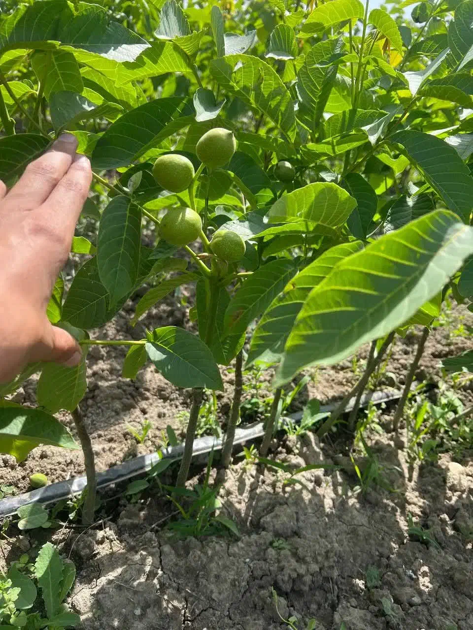 تولید و پخش نهال گردو جمال اصلاح شده|خدمات باغبانی و درختکاری|ابهر, |دیوار