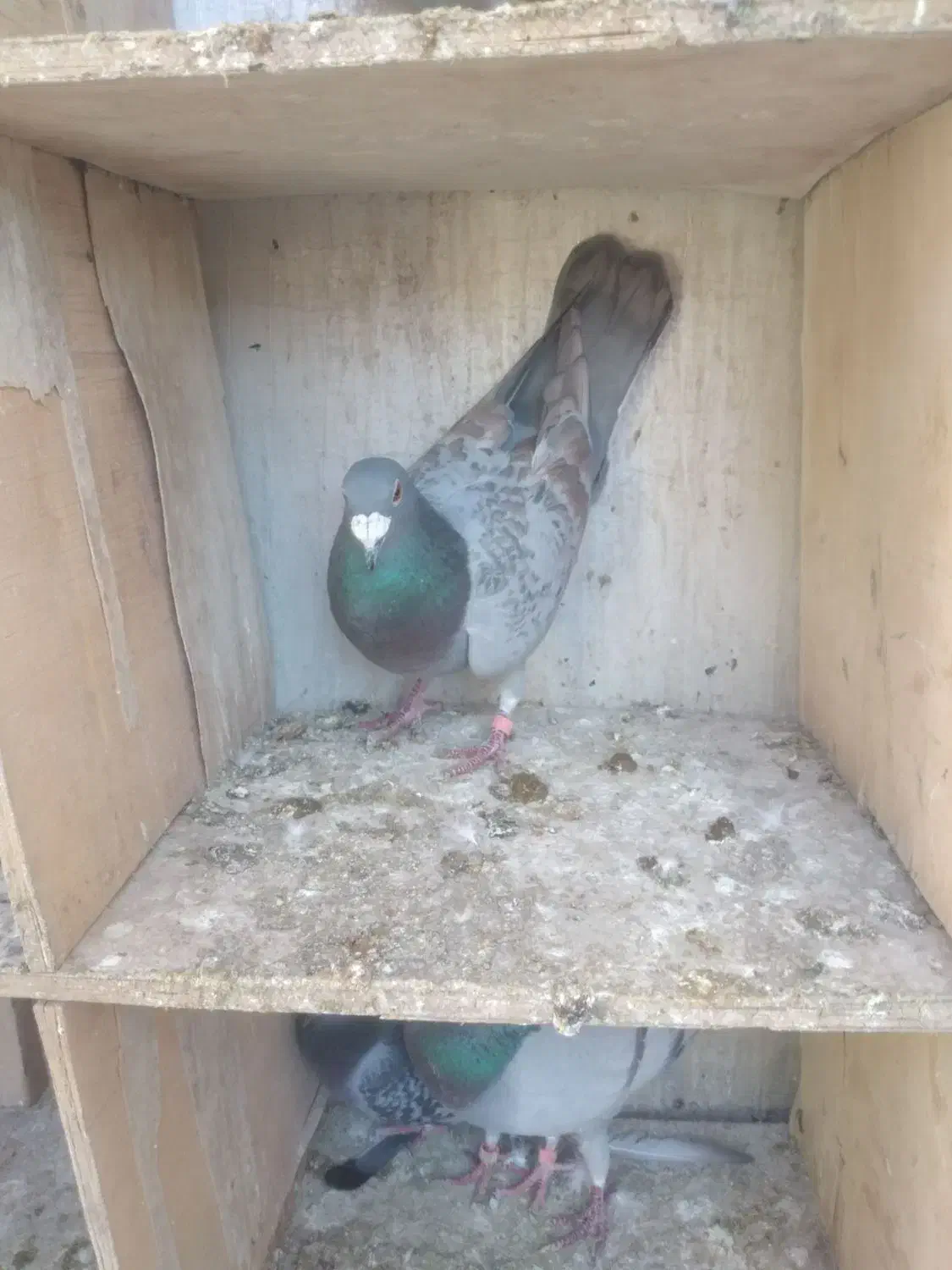 دسته پلاکی|پرنده|اهواز, حصیرآباد|دیوار