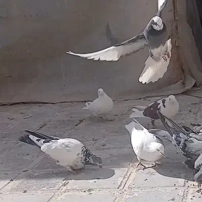 ۸عدد کبوتر طهرانی|پرنده|فرخ‌شهر, |دیوار