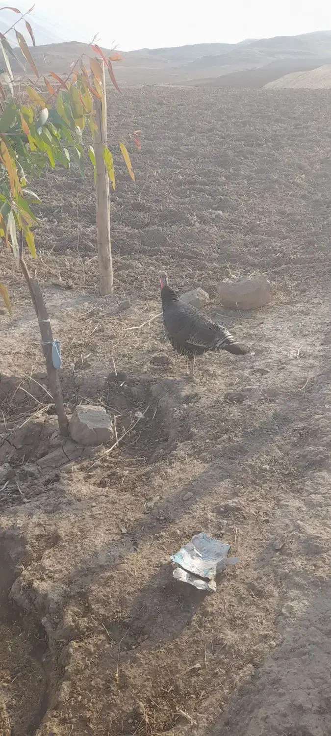 بوقلمون ماده هم‌مناسب داشت هم سر بریدن|حیوانات مزرعه|پلدختر, |دیوار