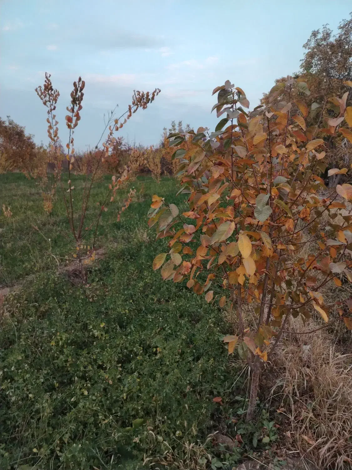 باغ زردالو|فروش دفتر صنعتی، کشاورزی، تجاری|نوشین شهر, |دیوار